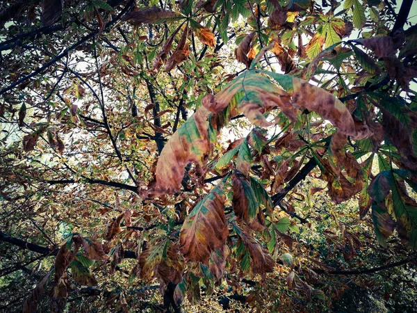 Желтые Листья Каштана — стоковое фото