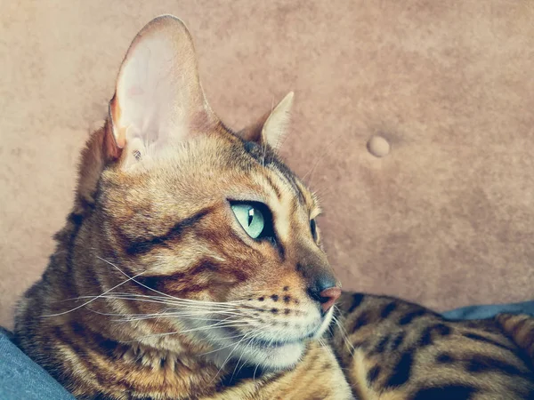 Gato Grande Bengala Con Ojos Verdes Claros —  Fotos de Stock