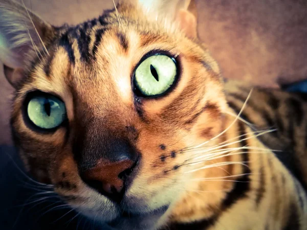 Big Bengal Cat Light Green Eyes — стоковое фото