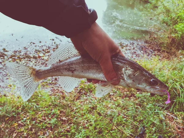 Poissons Capturés Dans Les Mains Pêcheur — Photo