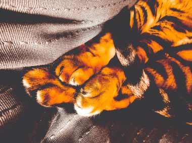 Bengal kedinin pençeleri