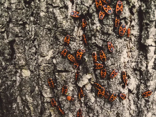 Bir ağacın kabuğu üzerinde kırmızı böcekler — Stok fotoğraf