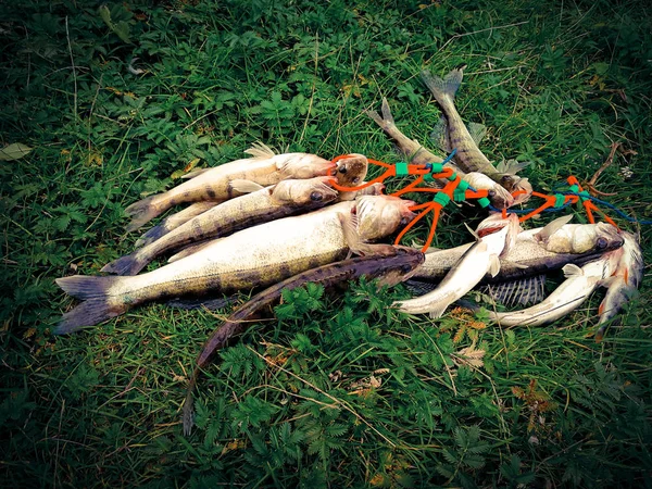 Купа спійманої риби на траві — стокове фото