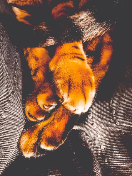Zampe di un gatto del Bengala — Foto Stock