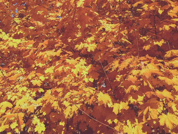 Lindo bordo amarelo. Outono — Fotografia de Stock
