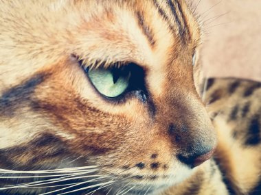 iri gözlü güzel Bengalli kedi