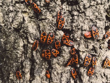 Bir ağacın kabuğu üzerinde kırmızı böcekler