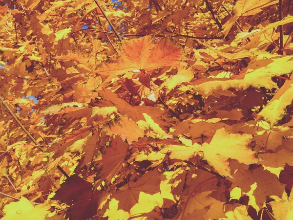 美しい黄色のカエデ。秋 — ストック写真