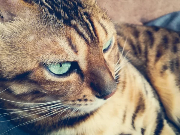 Big Bengal Cat Light Green Eyes — стоковое фото