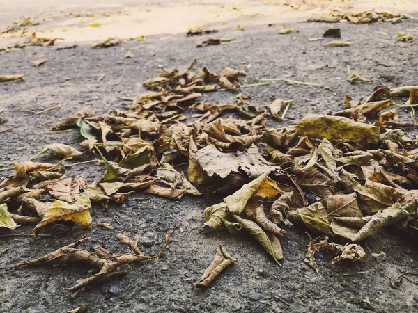 Dry leaves on asphalt — Stock Photo, Image