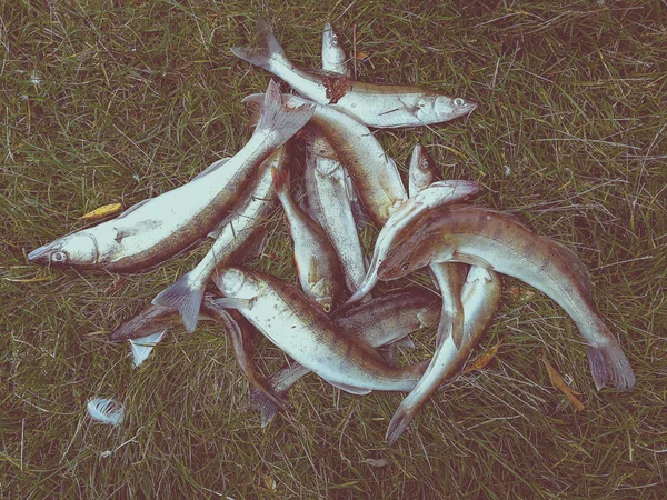 Hobby Utanför Fiske Zander — Stockfoto