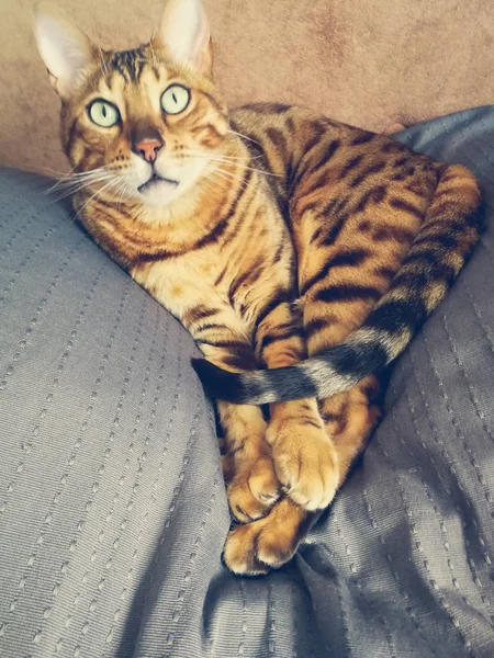 Piękny Kot Bengalski Wielkie Oczy — Zdjęcie stockowe