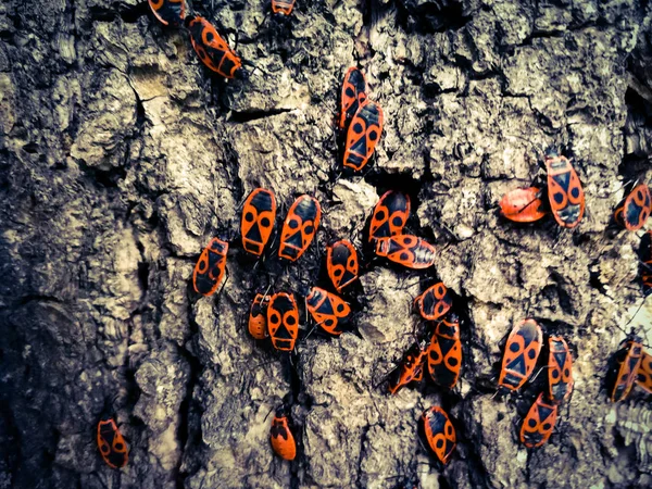 木の樹皮の赤いカブトムシ — ストック写真