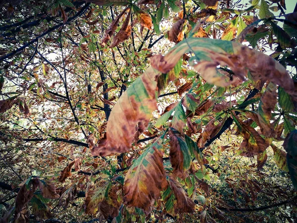 Feuilles jaunies de châtaignier — Photo