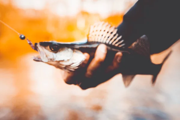 Pesca. Pescador y pescado — Foto de Stock