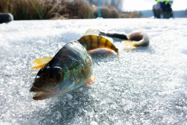 氷から冬の釣り — ストック写真