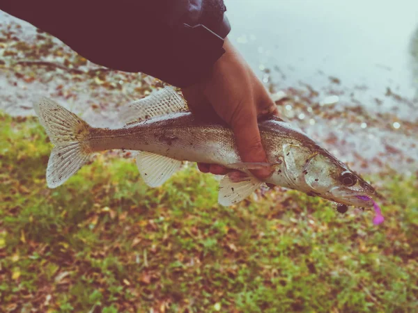 Peixe Capturado Nas Mãos Pescador — Fotografia de Stock