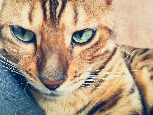 Krásná Bengálská Kočka Velkýma Očima — Stock fotografie