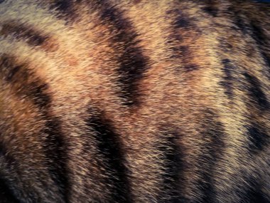 saç bir Bengal kedi