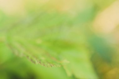 Yeşil yaprak, kapat