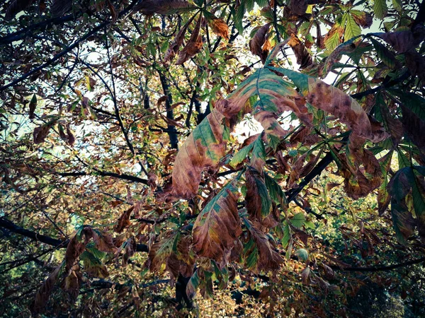 Żółknięcie liści kasztanowca — Zdjęcie stockowe