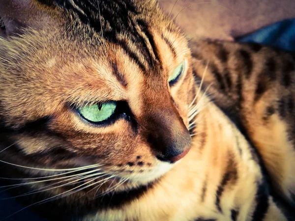 Big Bengal Cat Light Green Eyes — Stock Photo, Image
