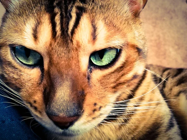 Belo Gato Bengali Com Olhos Grandes — Fotografia de Stock