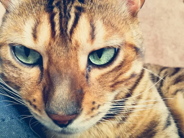 Vackra Bengalisk Katt Med Stora Ögon — Stockfoto