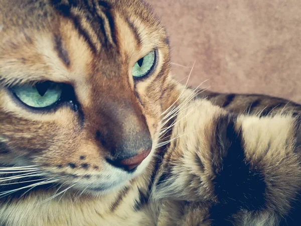 Schöne Bengalikatze Mit Großen Augen — Stockfoto