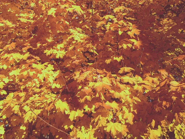 Maple kuning yang indah. Musim Gugur — Stok Foto