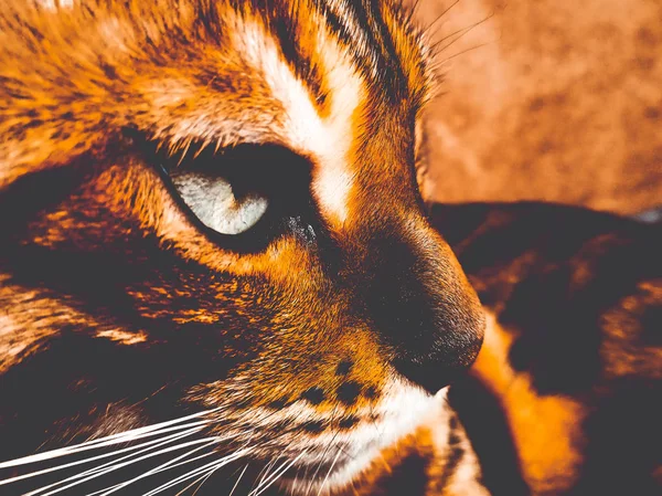 Belo gato bengali com olhos grandes — Fotografia de Stock