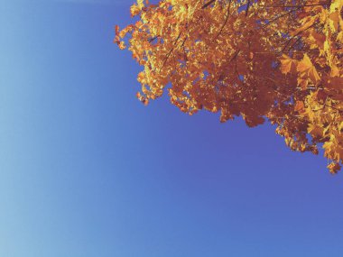 Güzel sarı akçaağaç. Sonbahar