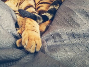 iri gözlü güzel Bengalli kedi