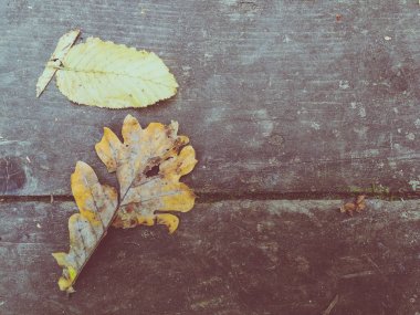 Masanın üzerinde Meşe yaprağı