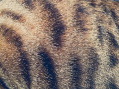 saç bir Bengal kedi