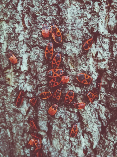 木の樹皮の赤いカブトムシ — ストック写真