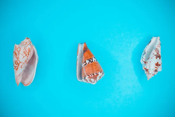 Conchas Marinas Sobre Fondo Azul —  Fotos de Stock