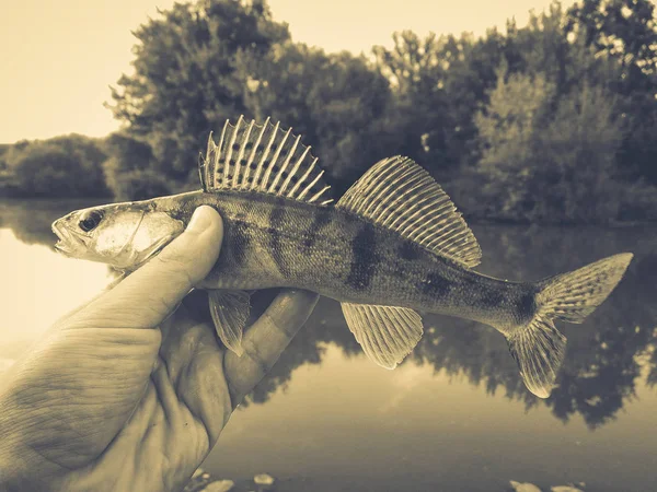 Brochet de poisson dans les mains d'un pêcheur — Photo