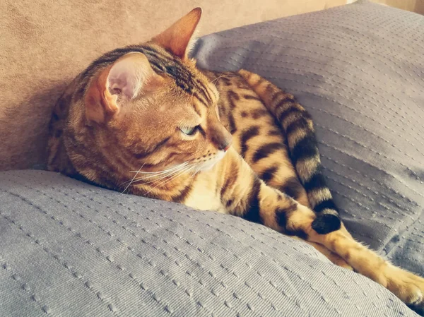 Hermoso gato bengalí con grandes ojos —  Fotos de Stock