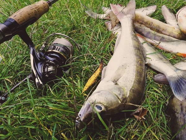 Hobby All Aperto Pesca Zander — Foto Stock