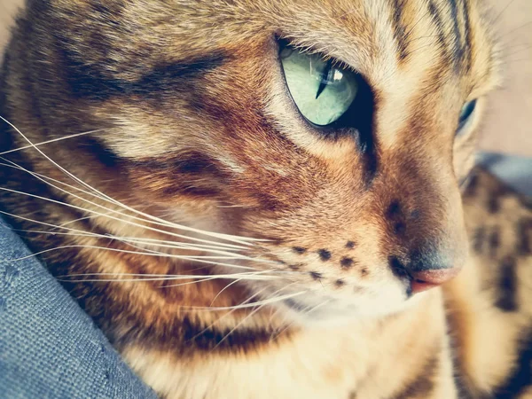 Grande Gato Bengala Com Olhos Verdes Claros — Fotografia de Stock