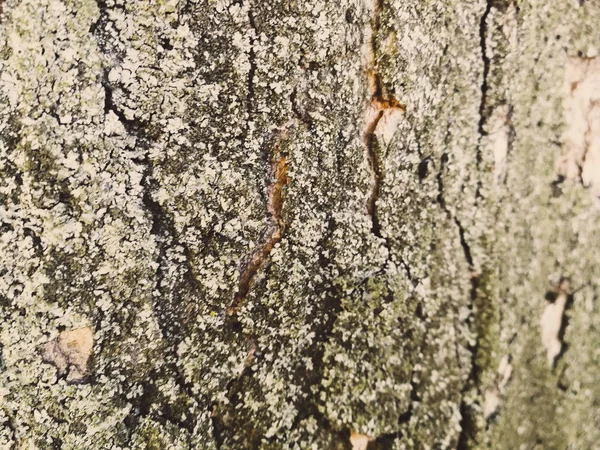 Textura Stromové Kůry Pozadí — Stock fotografie