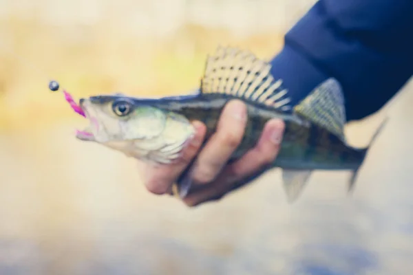 Fiske. Fiskare och fisk — Stockfoto