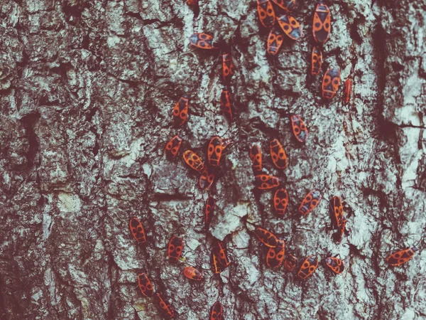 Червоні Жуки Корі Дерева — стокове фото
