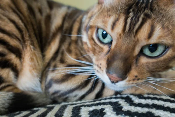 Schattige Kat Van Bengalen — Stockfoto