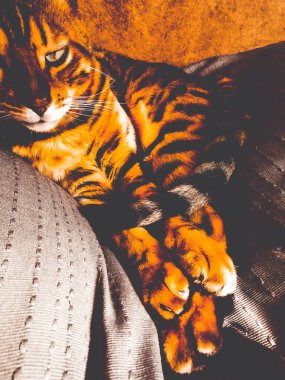 iri gözlü güzel Bengalli kedi