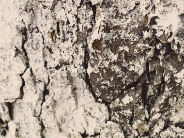 ağaç kabuğu dokusu arkaplanı