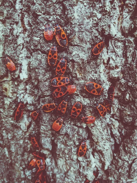 Red Beetles Bark Tree — Stock Photo, Image