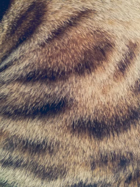 saç bir Bengal kedi