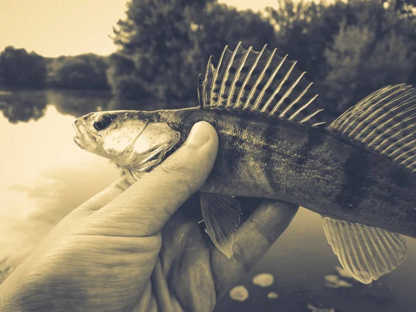 Egy horgász kezében hal-fogas — Stock Fotó